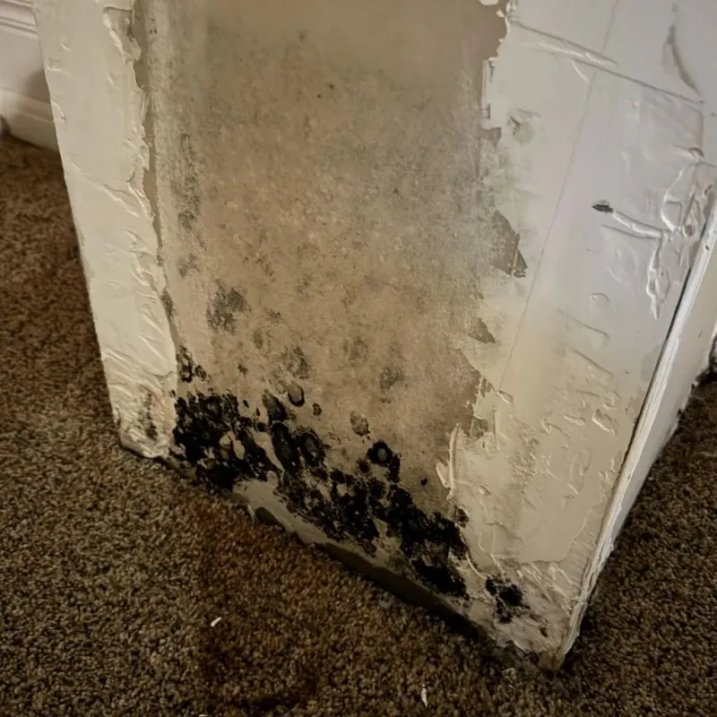 Professional Mold Removal in South Portland, ME